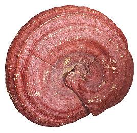 《魂斗罗4》开发商射击新作《蛛龙》确定7月发售